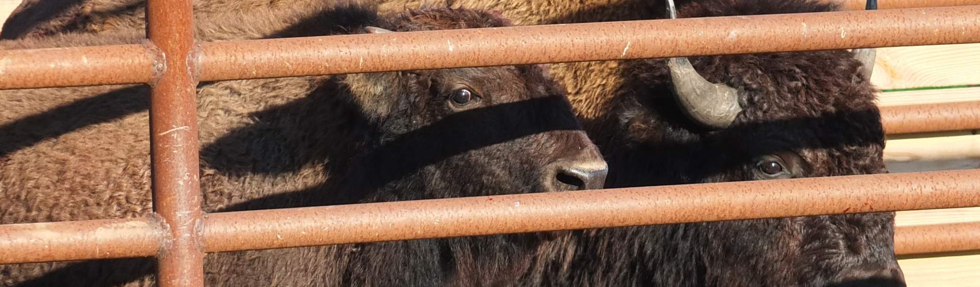 Bison Visit the Vet at Kankakee Sands
