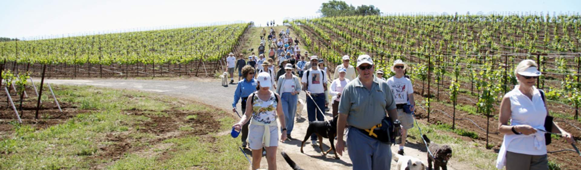 Dog winery 2025