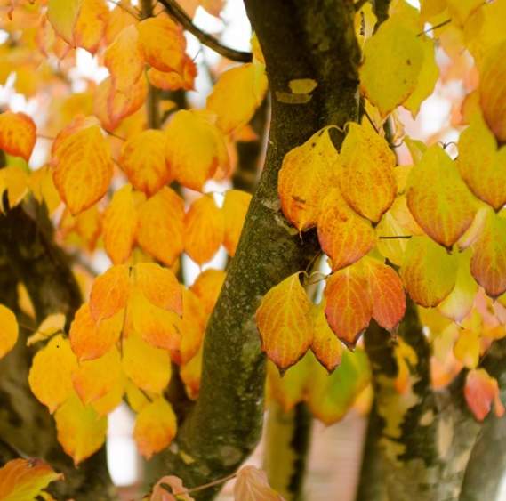 Check out these stunning York County fall foliage spots