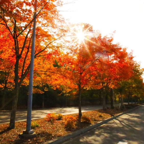 Best Places to See Fall Colors in Renton