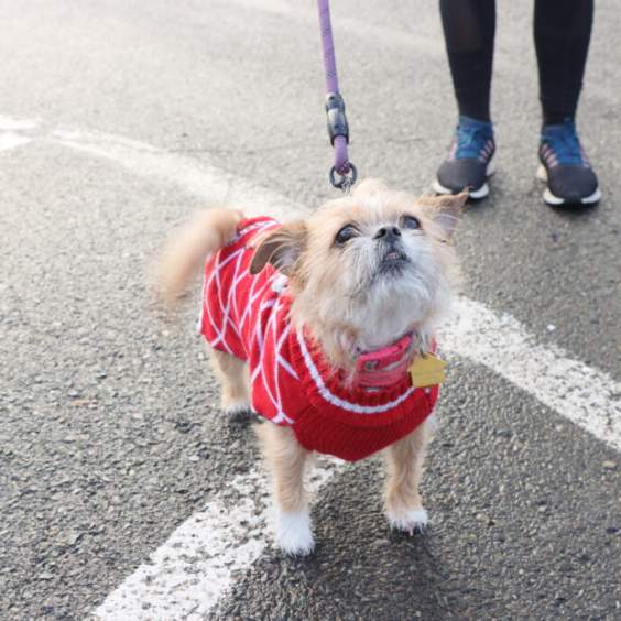 Pet Friendly Places