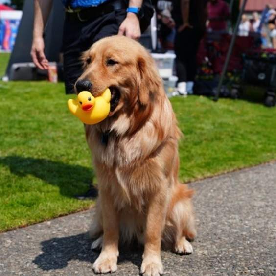 Your Guide to Renton River Days Weekend: Make It a Renton Weekend!