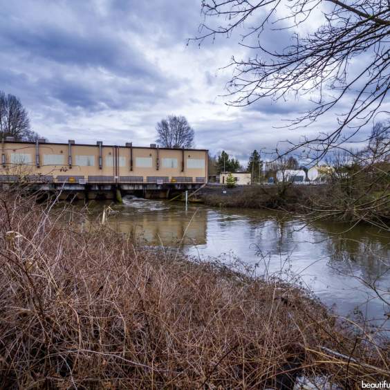 Black River Riparian Forest