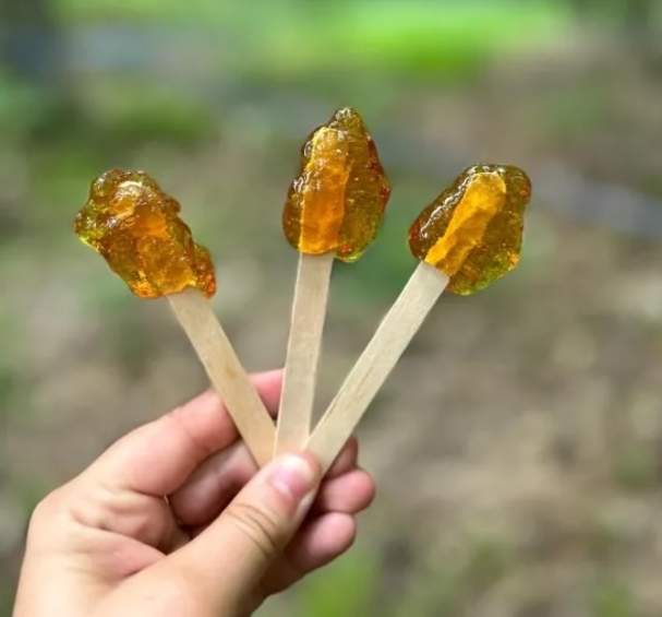Discover Maple Sugar Bush Tour