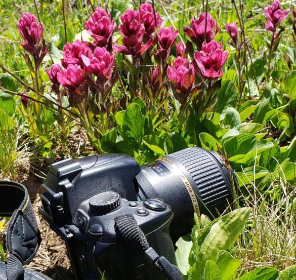 Wildflower Photography Trip