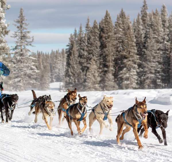 Grand Mesa Summit Challenge Sled Dog Race