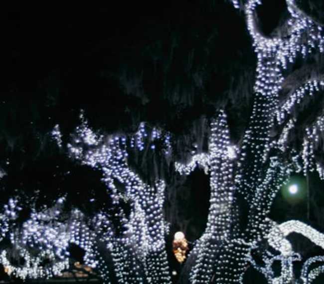 Golden Isles - Jekyll Island Christmas Lights (1)