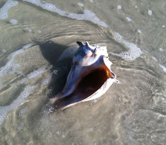 Georgia Island Shelling Golden Isles Ga