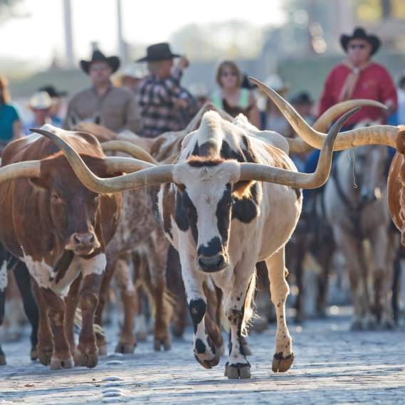 Historic Cattle Drive
