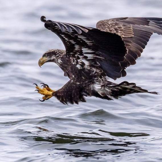 Birdwatching In The Greater Syracuse, NY Area
