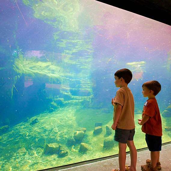 Two Young Children Look at Penguins SwimmingThrough Glass Wall