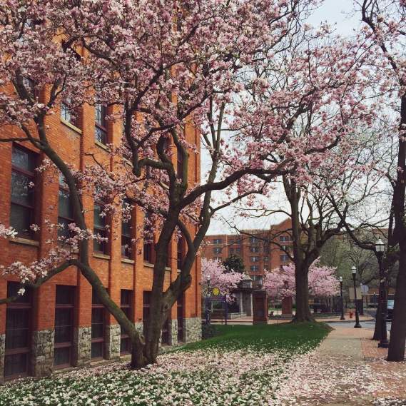 Favorite Things of Syracuse