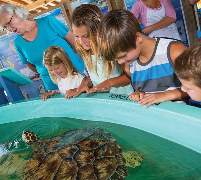 Kids & Turtle