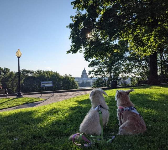 Your Dog-Friendly Guide To Providence, RI