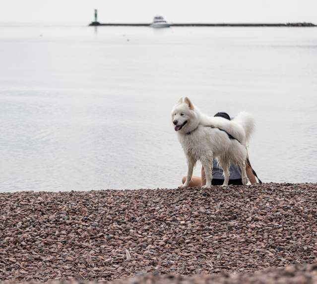 Make a Splash: 5 Swimming Adventures to Enjoy With Your Dog in Cook County