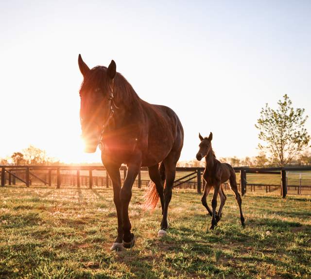 An adult horse and a foal walking in a filed while the sun is setting