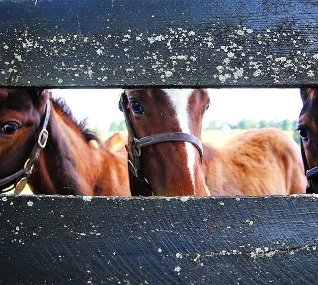 Horses looking through fence at Stonestreet.