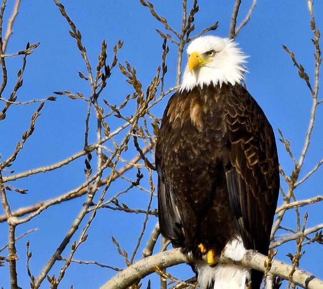 Eagle Viewing at Lake Ogallala