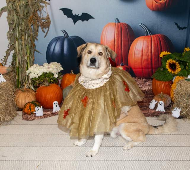 Halloween dog