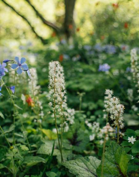 Mt Cuba Wild Flower Celebration