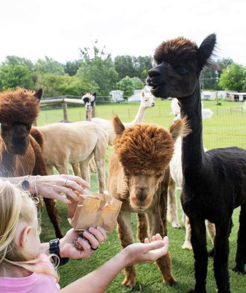 Funky Fleece Farm