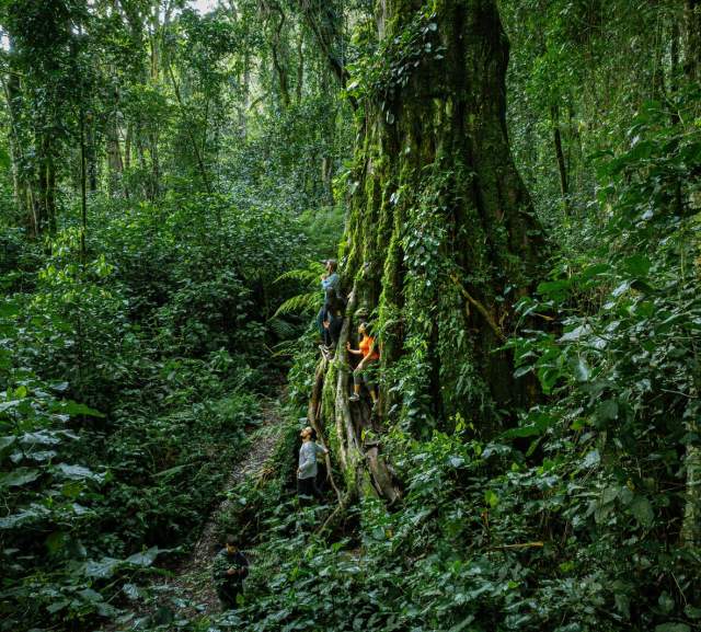Hikers exploring Panama’s tropical rainforest beside a giant tree covered in vegetation.