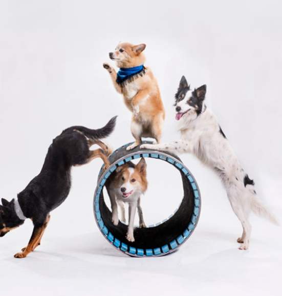 Mutts Gone Nuts: Unleashed!