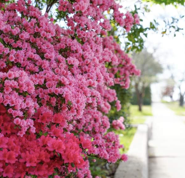 AZALEA & DOGWOOD TRAIL