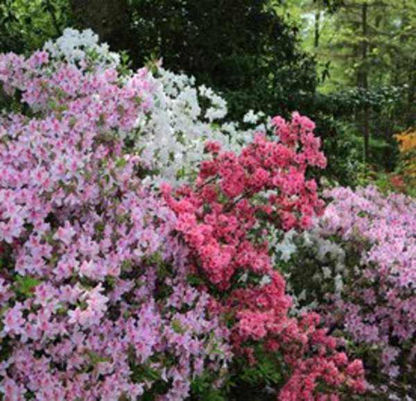 Floral trail