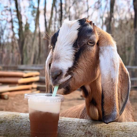 Goats + Floats Forever Original Experience