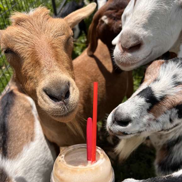Goats + Floats