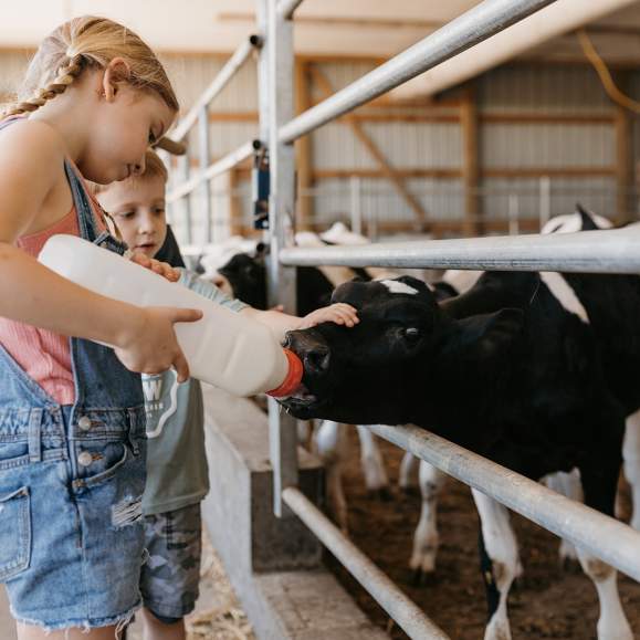 Day at the Farm: Cows, Kids and Curds