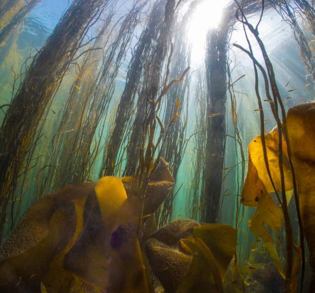 Beneath the Waves