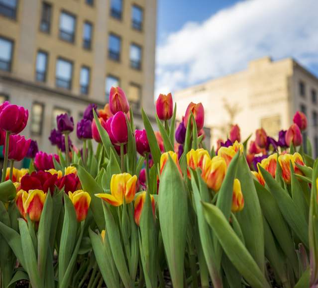 Spring Tulips in Scranton