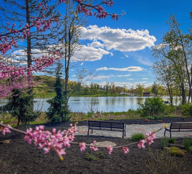 Spring Tree Blossoms overlooking Eston Wilson Lake at Hillside Park