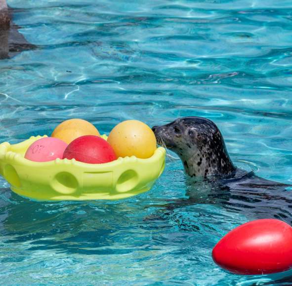 Egg Day Brunch Buffet