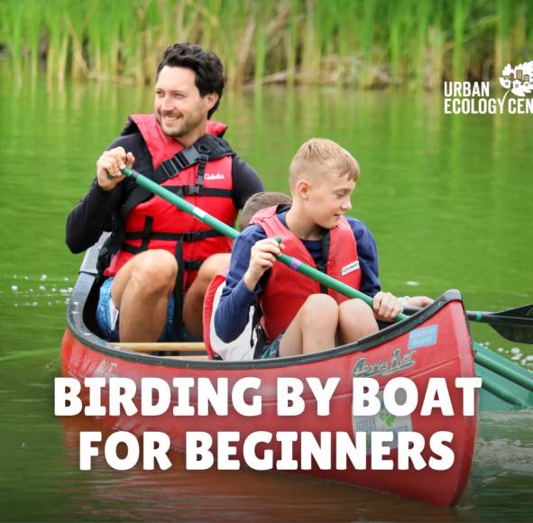 Birding by Boat for Beginners
