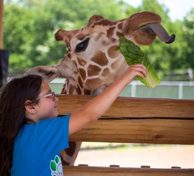 Lincoln Children's Zoo