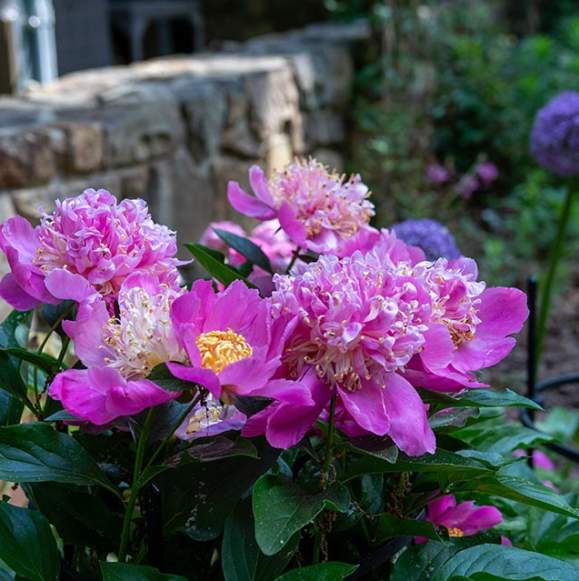 Step Inside Chapel Hill's Garden Tour This Spring