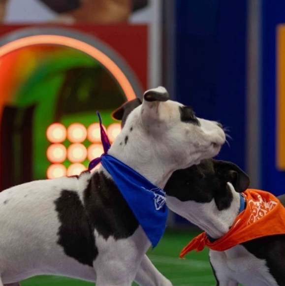 Puppy Love Meets Superbowl Sunday in Hillsborough