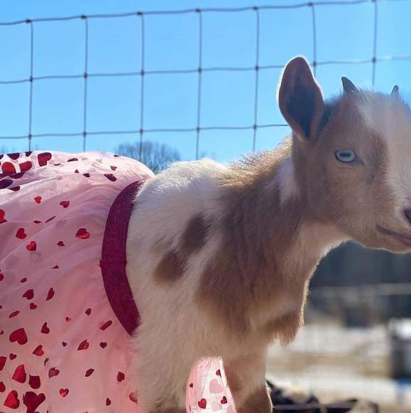 Our Love List for Valentine's Day in Chapel Hill and Orange County