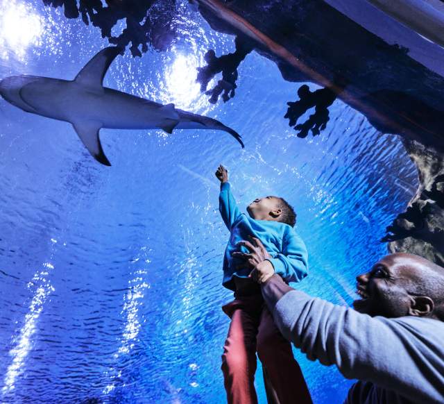 Father and son at the Loveland Living Planet Aquarium