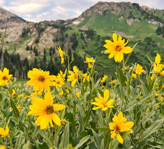 Wasatch Wildflowers