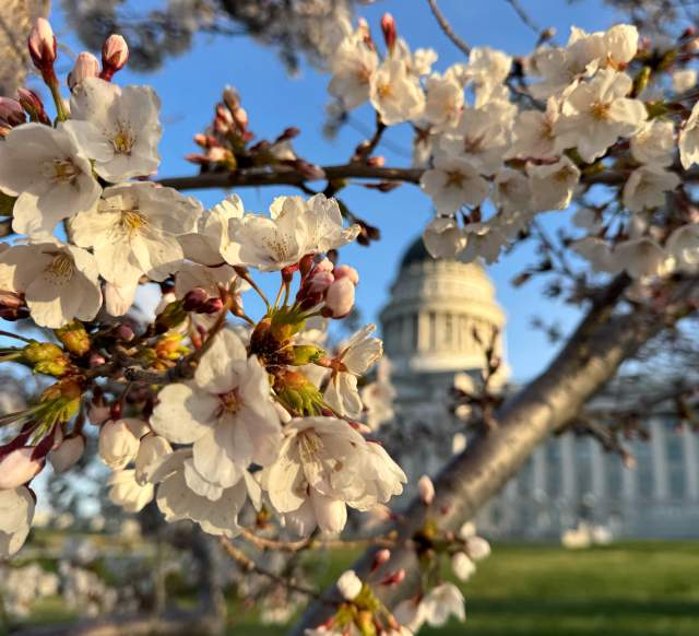 Cherry Blossoms at the Utah State Capitol