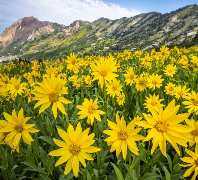 A field of Heartleaf Arnica in the Cottonwood Canyons.