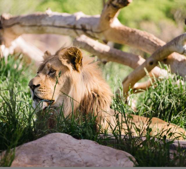 Lion at Hogle Zoo