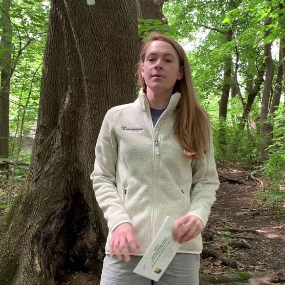 Appalachian Trail in the Cumberland Valley