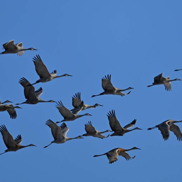 17th Annual Marsh Madness Sandhill Crane Festival
