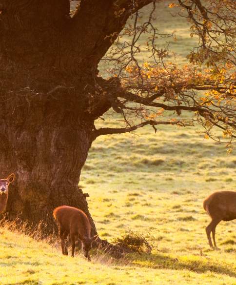 Wildlife spotting in Bristol