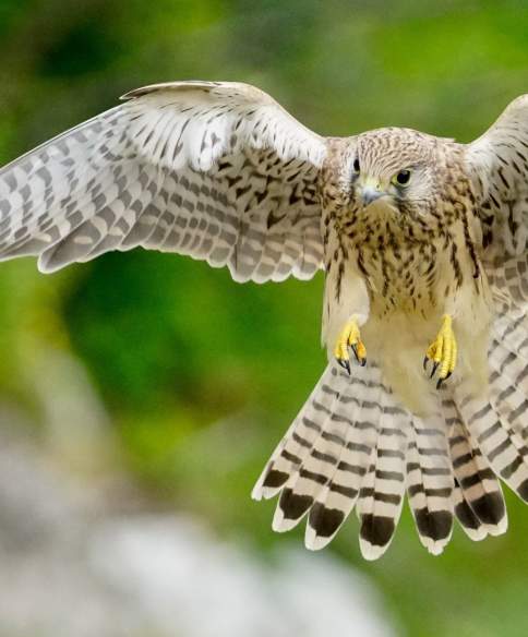 Wildlife spotting in Bristol